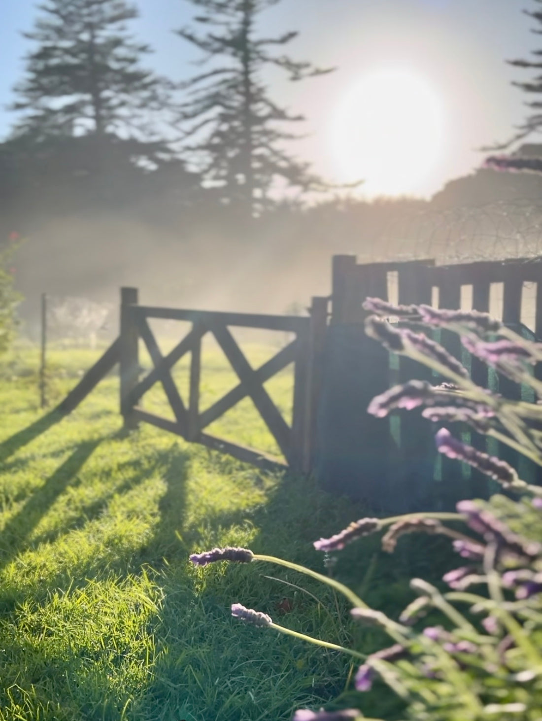 Thornleigh Farm with morning mist