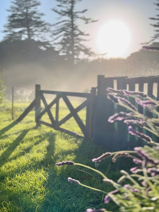 Thornleigh Farm with morning mist 