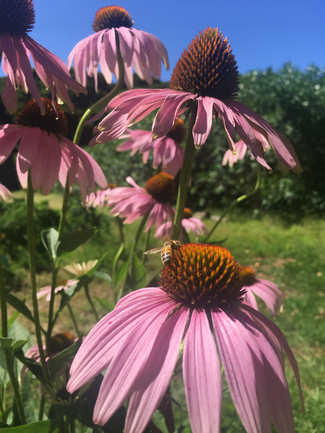 Echinacea Flowers 